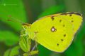 Colias crocea